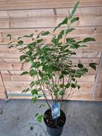 Dwergsering 'Miss Kim', Tuin en Terras, Planten | Struiken en Hagen, Ophalen of Verzenden, Overige soorten, Struik, Minder dan 100 cm