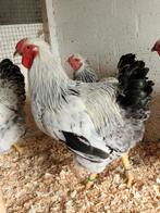 Toom COLUMBIA WYANDOTTE GROOT, Dieren en Toebehoren, Pluimvee, Meerdere dieren, Kip