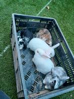 Konijnen, Dieren en Toebehoren, Konijnen, Meerdere dieren, Dwerg, Hangoor, 0 tot 2 jaar