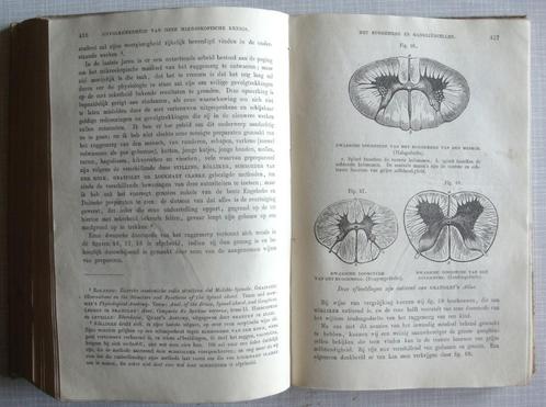 G.H. Lewes 1870 Ons Leven I en II (vertaling H. van Capelle,, Antiek en Kunst, Antiek | Boeken en Bijbels, Ophalen of Verzenden