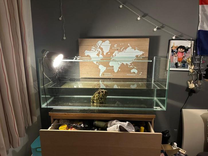 Muskus schildpadden, Dieren en Toebehoren, Reptielen en Amfibieën | Toebehoren, Ophalen