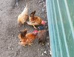 Jonge Serama kippen, Dieren en Toebehoren, Pluimvee, Meerdere dieren, Kip