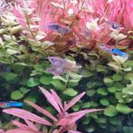 Jonge endler guppen, Dieren en Toebehoren, Vis, Zoetwatervis