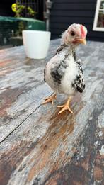 Serama haantje, Dieren en Toebehoren, Pluimvee, Mannelijk, Kip
