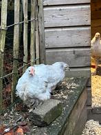 Cochin hen en haan, Meerdere dieren, Kip