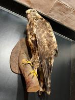 Ruigpoot buizerd, Ophalen of Verzenden, Gebruikt, Vogel, Opgezet dier