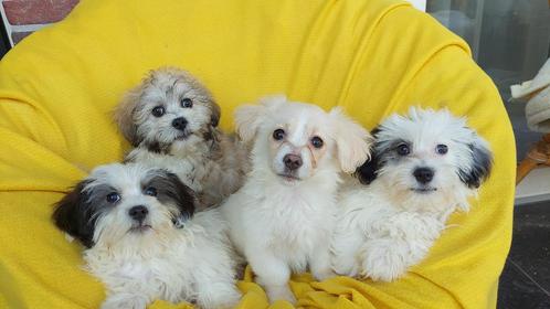 MALTIPOO PUPS , LIEF EN AANHANKELIJK !!!!!, Dieren en Toebehoren, Honden | Chihuahua's en Gezelschapshonden, Meerdere dieren, Maltezer