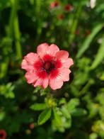 zaden van de Potentilla Nepalensis "miss Willmott", Ophalen of Verzenden, Voorjaar, Volle zon, Zaad