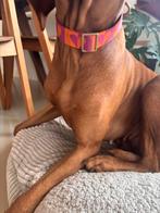 Dogguo hondenhalsband, Dieren en Toebehoren, Ophalen of Verzenden, Gebruikt