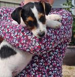 Jack Russell Terriër pups,  driekleur., Rabiës (hondsdolheid), Jack Russell Terriër, 8 tot 15 weken, Meerdere