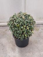 Portugese laurier bolvorm (prunus lus angustifolia), Tuin en Terras, Planten | Tuinplanten, Vaste plant, Bloeit niet, Halfschaduw