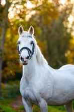 Weide maatje c pony te koop, Ruin, Zadelmak, C pony (1.27m tot 1.37m), 11 jaar of ouder