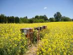 Imker biedt bijenvolken aan voor plaatsing op koolzaadvelden