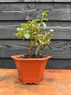 Bonsai Liguster dubbelstam shohin, Tuin en Terras, Planten | Tuinplanten, Overige soorten, Volle zon, Vaste plant, Ophalen of Verzenden