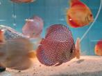 Discus Panthera Leopard, Symphysodon Discus, Dieren en Toebehoren, Vis, Zoetwatervis