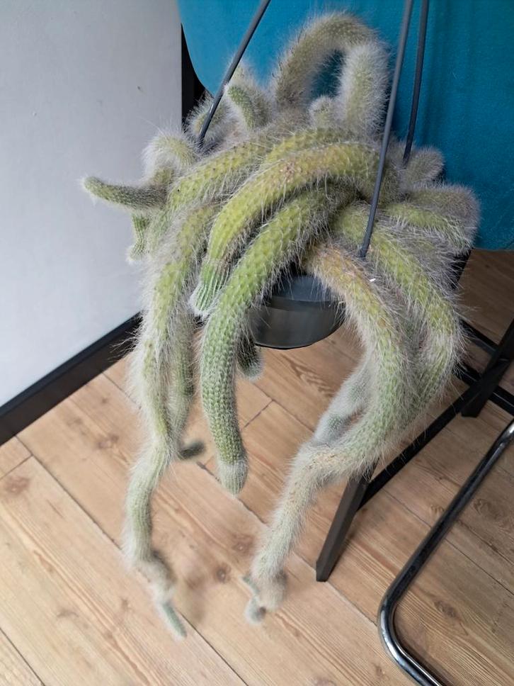Monkeytail cactus in hangpot, Huis en Inrichting, Kamerplanten, Ophalen of Verzenden