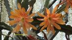 Div planten te koop op 7-9 tijdens de garagesale + meer, Ophalen, Voorjaar, Volle zon, Knol