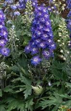 zaden 2025 Ridderspoor - Delphinium blauw, Ophalen of Verzenden, Volle zon, Zaad