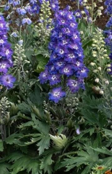 zaden 2025 Ridderspoor - Delphinium blauw beschikbaar voor biedingen