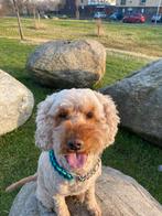 Mega lieve labradoodle, 6 jaar of ouder, Parvo, Overige rassen, Teef