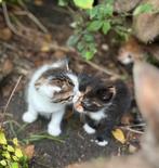 3 hele lieve kittens, Dieren en Toebehoren, Katten en Kittens | Overige Katten, Meerdere dieren, Kortharig, 0 tot 2 jaar