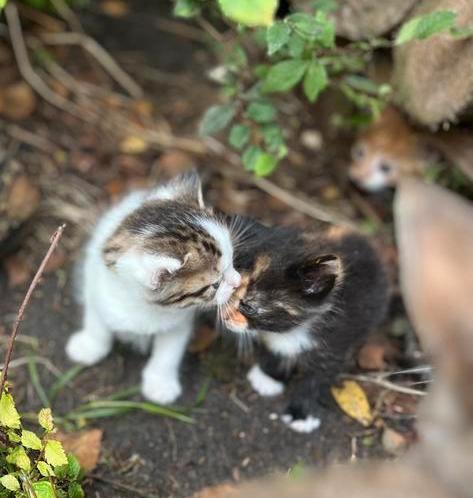 3 hele lieve kittens, Dieren en Toebehoren, Katten en Kittens | Overige Katten, Kortharig, Meerdere dieren, 0 tot 2 jaar