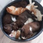 Lieve speelse half Maicoon kittens, Dieren en Toebehoren, Meerdere dieren, Kortharig, 0 tot 2 jaar