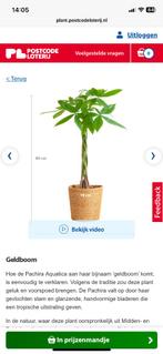 Kamerplant zelf kiezen, Overige soorten, In pot, Minder dan 100 cm, Halfschaduw