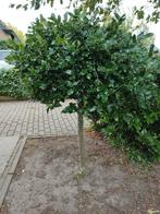 Hulst op stam - 1.5 meter hoog, Tuin en Terras, Planten | Bomen, Bloeit niet, Halfschaduw, 100 tot 250 cm, Ophalen