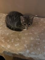Lieve kitten poes/vrouw mag vanaf vandaag het nest verlaten, Dieren en Toebehoren, Katten en Kittens | Raskatten | Korthaar, Meerdere dieren