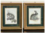 Oude prent schilderij 2 x Haas / Eekhoorn 1 koop, Antiek en Kunst, Ophalen of Verzenden