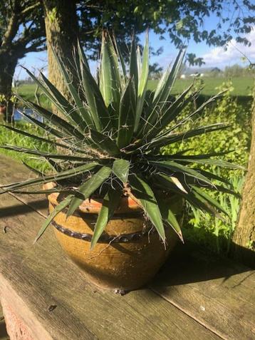 Draadagave (Agave filifera) in pot