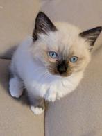 ragdoll brit kruising, Meerdere dieren, Ontwormd, 0 tot 2 jaar