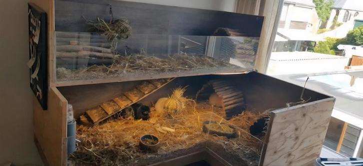 Caviaverblijf, flink hok met 2 verdiepingen, Dieren en Toebehoren, Knaagdieren en Konijnen | Hokken en Kooien, Hok, 90 cm of meer