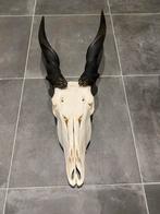 Elandantilope schedel, Verzamelen, Dierenverzamelingen, Ophalen, Nieuw, Wild dier, Schedel