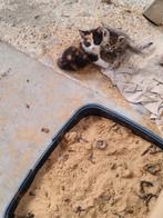 Boerderij kittens, Dieren en Toebehoren