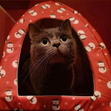 Lieve (dek)kater te koop, Britse korthaar beschikbaar voor biedingen