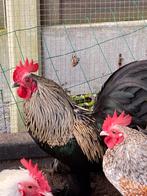 Sabelpootkriel haan kleur goud - zwart, Mannelijk, Kip