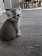 Britse korthaar kittens, Dieren en Toebehoren, Katten en Kittens | Raskatten | Korthaar, Met stamboom
