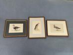 Antieke print British Birds ingelijst, Antiek en Kunst, Ophalen