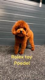 toy poedel /toypoedel/dwergpoedel dekreutjes, Dieren en Toebehoren, Honden | Dekreuen, Particulier, Rabiës (hondsdolheid), Reu