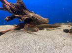 Mastacembelus erythrotaenia - vuuraal, Vis, Zoetwatervis