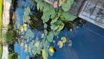 Waterlelie gratis, Tuin en Terras, Vijvers, Ophalen of Verzenden, Zo goed als nieuw