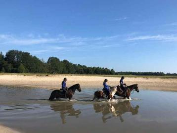 Paardenvakantie aan bos (grootste na Veluwe), gratis wifi