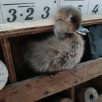 Taxidermie opgezet kuiken bruin, Ophalen of Verzenden, Opgezet dier