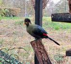 Witwangtoerako man 2025, Mannelijk, Geringd