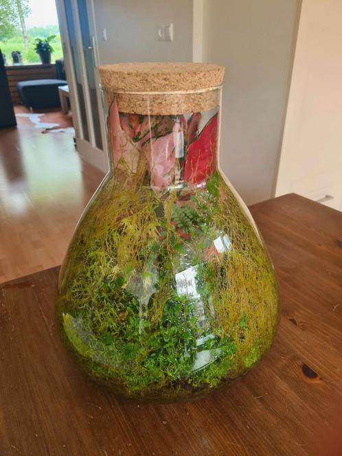 Prachtig gesloten en stabiel ecosysteem, Huis en Inrichting, Kamerplanten, Overige soorten, Minder dan 100 cm, Groene kamerplant