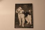 Oude Honden Postkaart - Foxterrier, POPP Handabzug, Germany, 1940 tot 1960, Ongelopen, Verzenden, Hond of Kat
