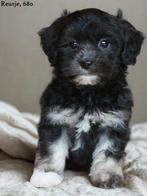 Vrolijke Boomer pups., Dieren en Toebehoren, Nederland, Parvo, Overige rassen, 8 tot 15 weken