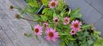 Echinacea planten, Volle zon, Groenteplanten, Eenjarig, Ophalen of Verzenden